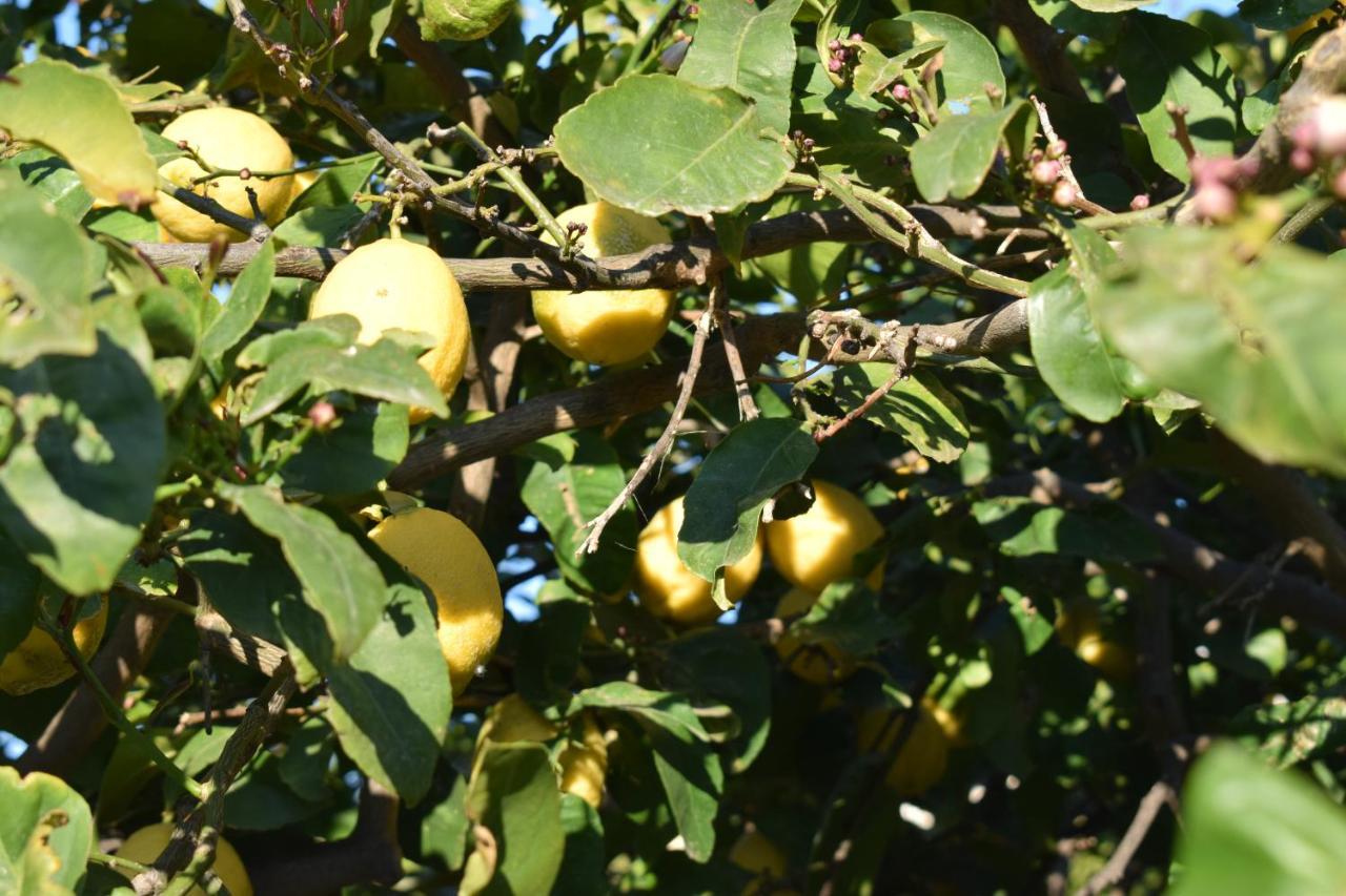 Casa Dell'Olio - Al Baglio Βίλα Paceco Εξωτερικό φωτογραφία